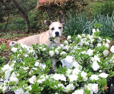 “Your yard is no longer just a pretty face. It’s meaningful,” says Kris Kiser, President & CEO of the TurfMutt Foundation. “Home buyers are looking for a well-maintained outdoor space that’s purposeful whether that’s for kids’ play space, entertaining or other uses. Your landscape significantly impacts a buyer’s perception of the entire property and neighborhood.”