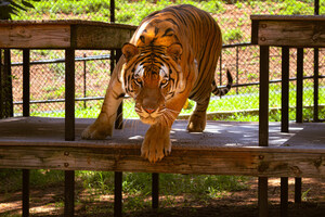 Volunteers Wanted: Swing into Spring at Tiger Creek Animal Sanctuary