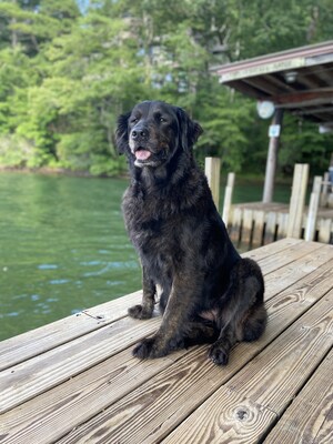 Doggy Spa Day Gone Wrong