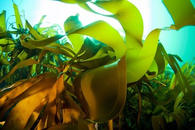 Iniciativa da Essity com projeto PROTEUS permite aproveitar a biomassa da alga Laminaria hyperborea, otimizando recursos e reduzindo a pegada ambiental DIVULGAÇÃO ESSITY