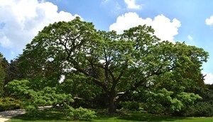 Public Gardens Prove Valuable Sentinels for Invasive Plants