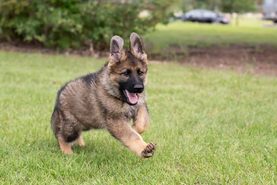 A German shepherd puppy that is black and sable runs on the grass. (CNW Group/Royal Canadian Mounted Police Media Relations and Issues Management)