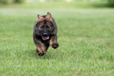 Un chiot berger allemand noir et sable court sur le gazon. (Groupe CNW/Royal Canadian Mounted Police Media Relations and Issues Management)