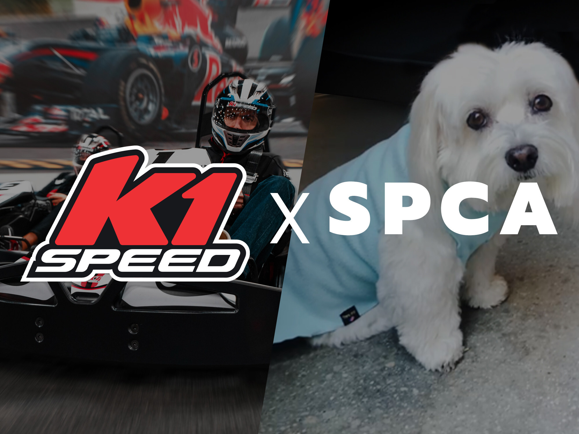 K1 Mascot & World's Oldest Coton de Tulear Raises Almost $250k for SPCAs