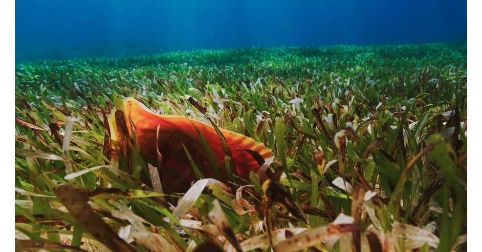 Court Review of Rosewood Exuma Plan Puts Spotlight on Yntegra Group's Development Model