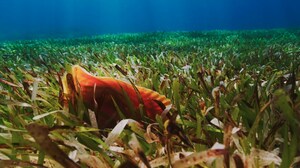 Court Review of Rosewood Exuma Plan Puts Spotlight on Yntegra Group's Development Model