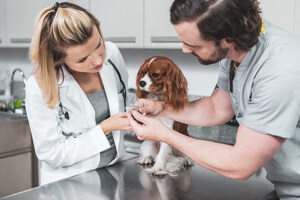 National Survey: Veterinary Professionals See Stem Cell Therapy as a Powerful New Tool for Inflammatory Diseases in Pets