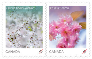 Annual Flower stamp issue features delicate blossoms of ornamental cherry trees