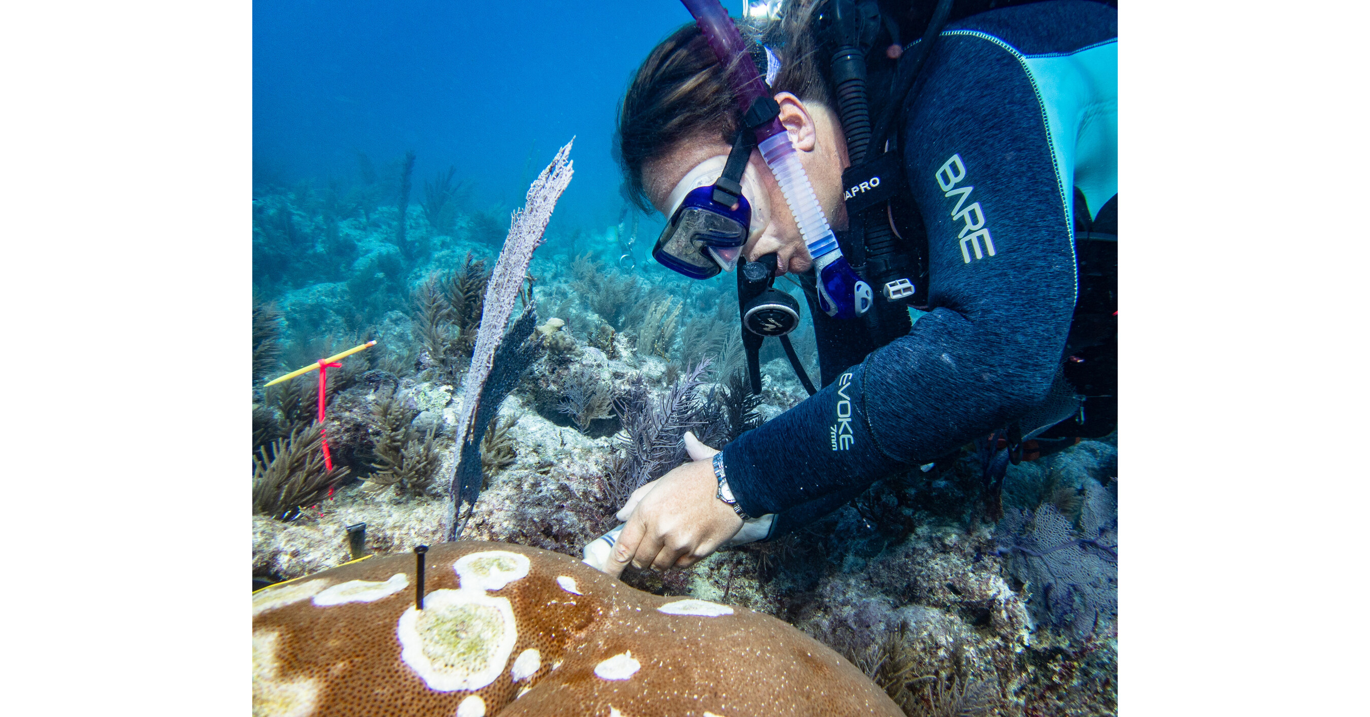 Study Confirms Safety of Antibiotic Treatment for Stony Coral Tissue Loss Disease