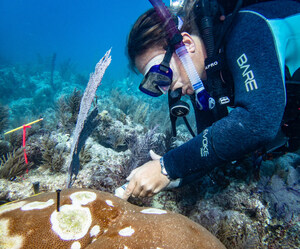 Study Confirms Safety of Antibiotic Treatment for Stony Coral Tissue Loss Disease