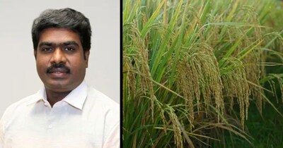 A bioactive compound found in rice may help protect cells from age-related damage, according to Dr. Sankar Devarajan, associate professor of nutrition for the Department of Human Sciences at the University of Arkansas at Pine Bluff. A bioactive compound found in rice may help protect cells from age-related damage, according to Dr. Sankar Devarajan, associate professor of nutrition for the Department of Human Sciences at the University of Arkansas at Pine Bluff.