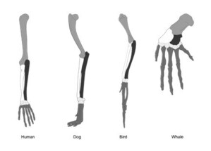 Reasons to Believe Scholars Community: A Modern Look at Richard Owen's Common Archetype