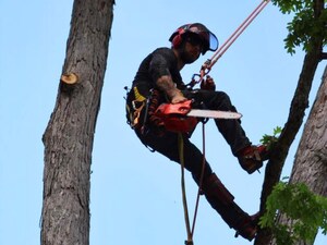 Valpo Agency Helps Tree Service Companies Become the Best Known Tree Service™ in Their Markets