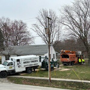 Beez Trees Provides Expert Arborist-Led Tree Services in Champaign-Urbana