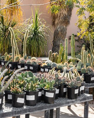 Cacti and Succulents