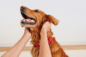 PetSmart Names Top 25 Dog-Loving Cities