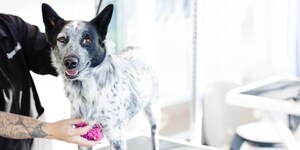 Sparkle Grooming Co. Brings Wellness-Focused Dog Grooming to Ohio
