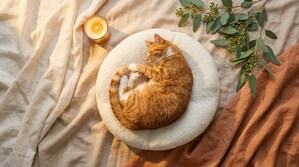 Knead™ Cats Launches New Orthopedic Cat Bed: Precision Support for Cats of Every Age