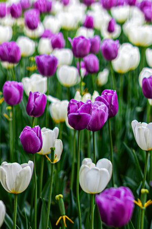 Tulipfest Blooms Bigger Than Ever at Botanica