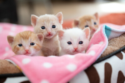 A litter of kittens at Best Friends Animal Society, whose 2025 data shows the number of cats killed in shelters has decreased by just under 75% over the past decade. (Photo Credit: Best Friends Animal Society)
