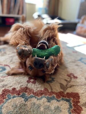 Golden Retriever in Coma After Massive Phenobarbital Overdose