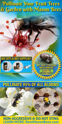 Mason bees pollinate 95% of all blooms! Grow more food with mason bees!