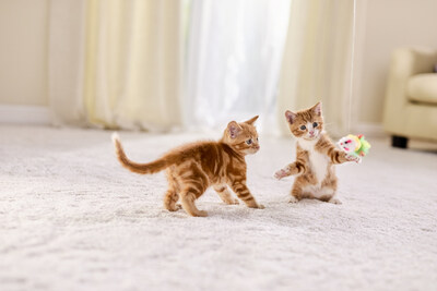 Applaws Kitten Healthy Start Playing Kittens