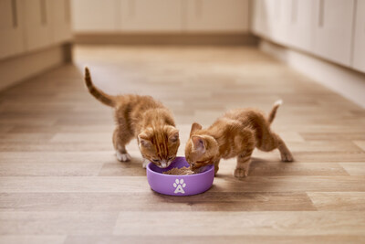 Applaws Kitten Healthy Start Kittens Eating