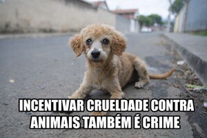 Projeto de Fábio Teruel propõe cassação para políticos que incentivarem crueldade contra animais