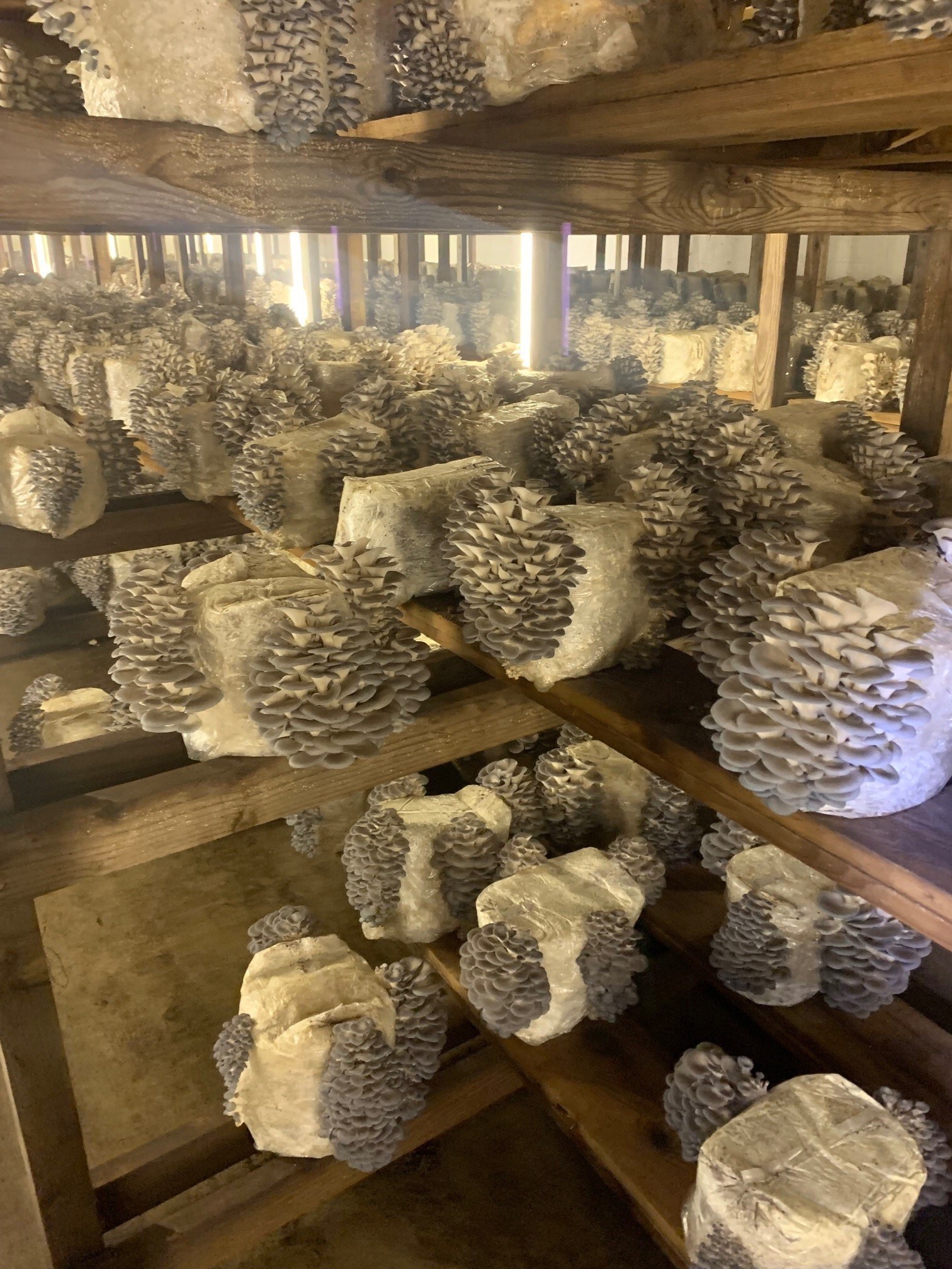 Caputo &amp; Guest Highlights Fully Domestic Mushroom Produc