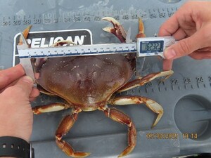 Charter vessel operator fined $5,000 for illegal crab fishing activity