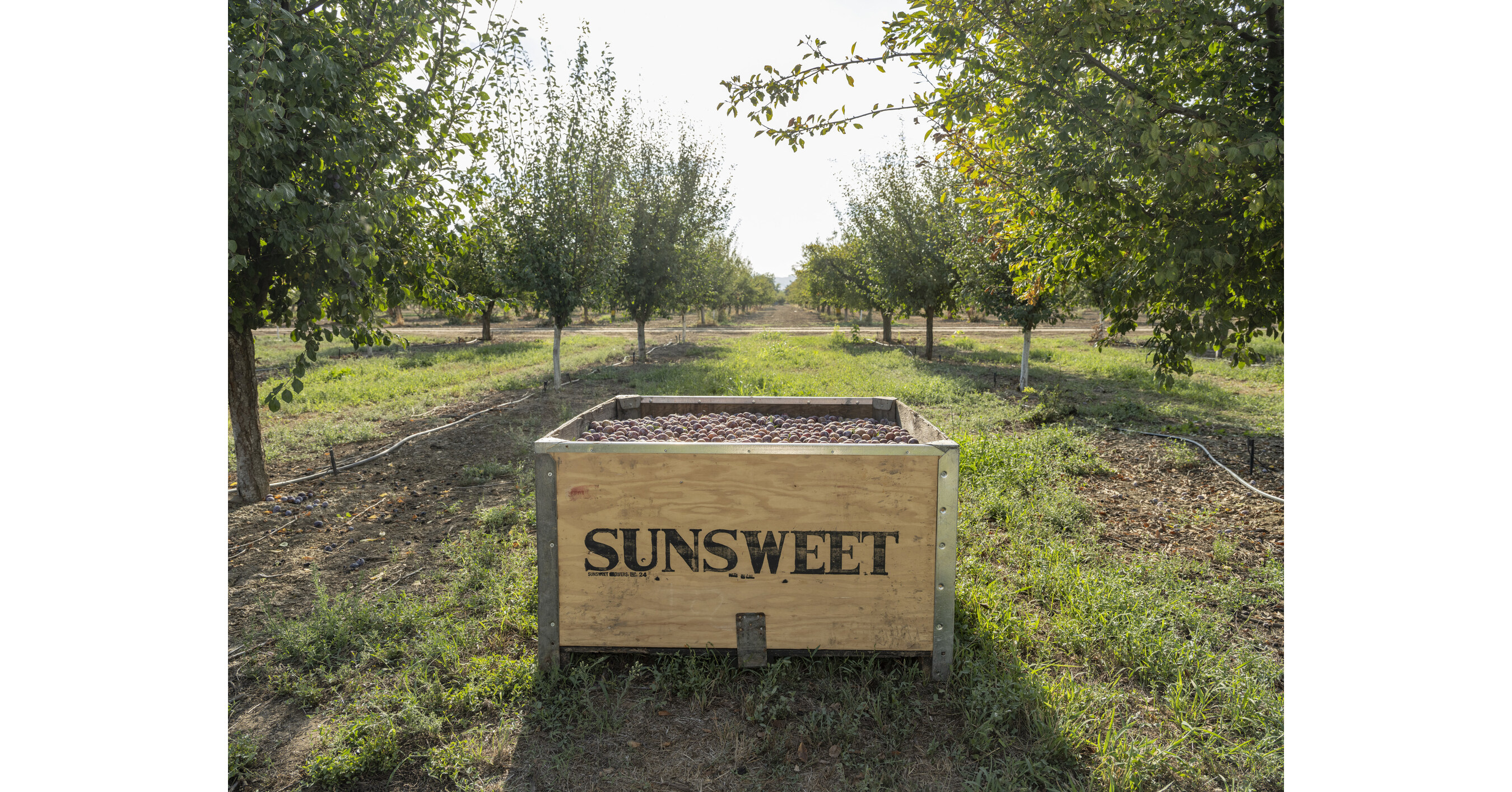 Global Prune Crop and Market Update: Spring 2026
