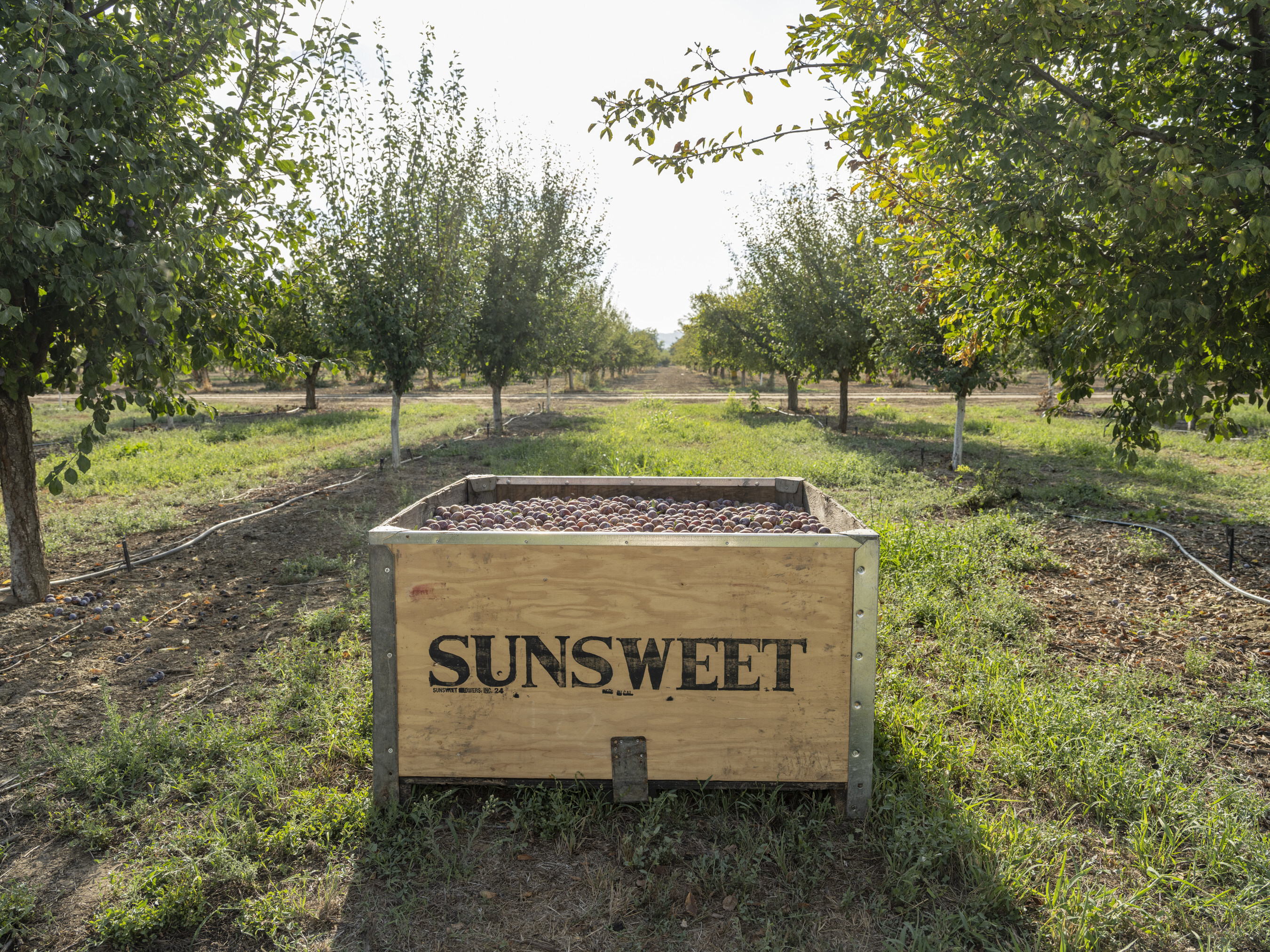 Actualización sobre la cosecha y el mercado mundial de cirue