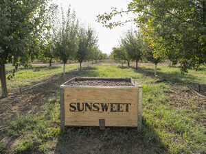 Mise à jour de la récolte et du marché des pruneaux au niveau mondial : Printemps 2026