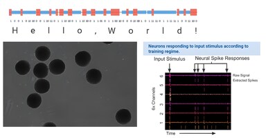 Lab grown neurons say "Hello, World!" Language and math inputs were converted into electrical stimulation patterns and delivered to lab-grown neurons. Different stimulation patterns were used to represent different types of information. The neurons responded with measurable electrical spikes. These signals were recorded and decoded. Training changed how often and when the neurons fired, allowing different computational states to be clearly identified. Lab grown neurons say "Hello, World!" Language and math inputs were converted into electrical stimulation patterns and delivered to lab-grown neurons. Different stimulation patterns were used to represent different types of information. The neurons responded with measurable electrical spikes. These signals were recorded and decoded. Training changed how often and when the neurons fired, allowing different computational states to be clearly identified.