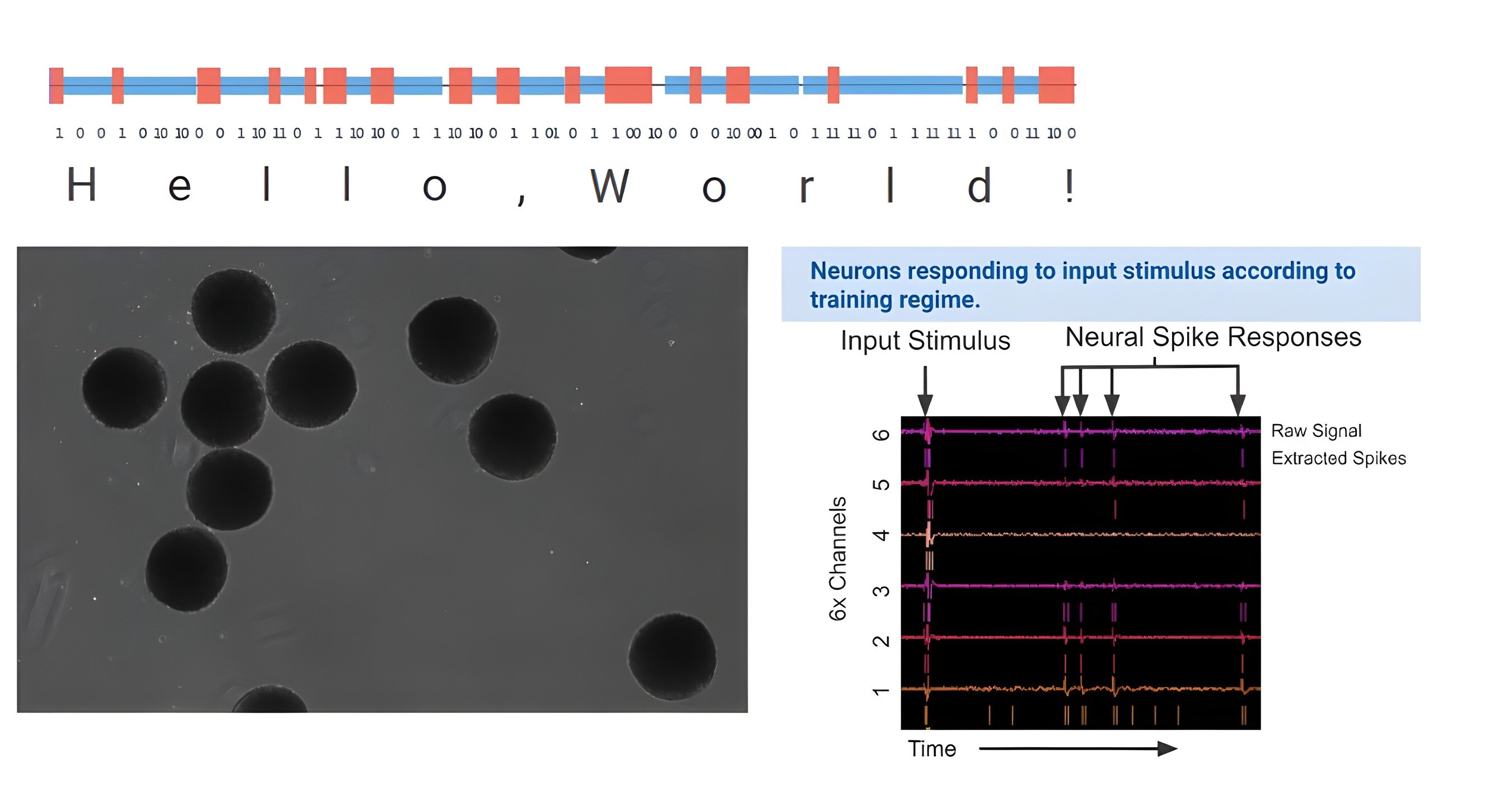Lab-Grown Neurons Say Hello, World! and Perform Matrix Math on Automated Platform; Intactis Bio Corp Raises $250K from Nucleus Fund