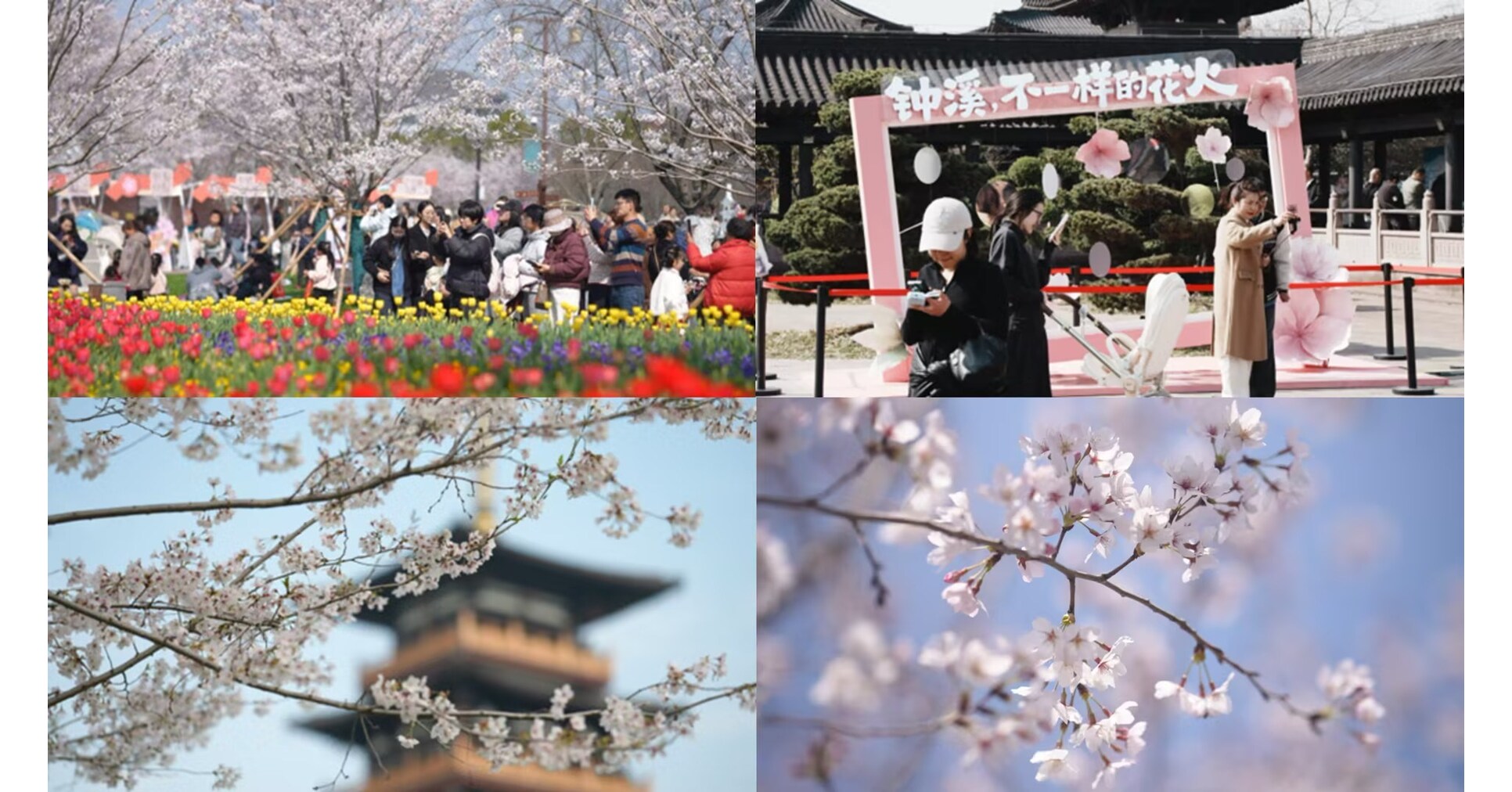 CCTV+: Blossoming cherry trees draw tourists from far and wide to east China city CCTV+: Blossoming cherry trees draw tourists from far and wide to east China city