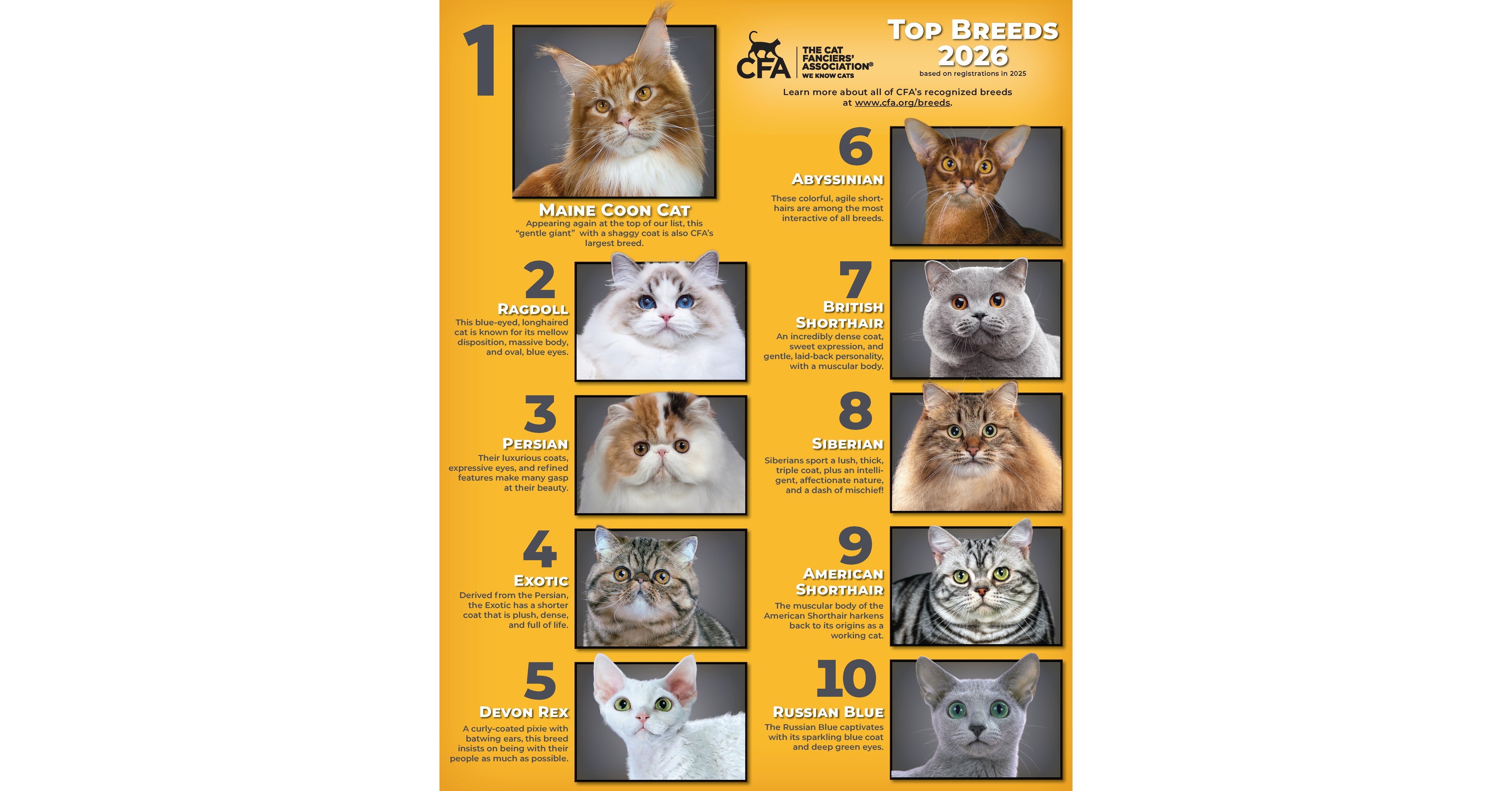 Popularity that Purrs: CFA Unveils the Top Cat Breeds of 2026