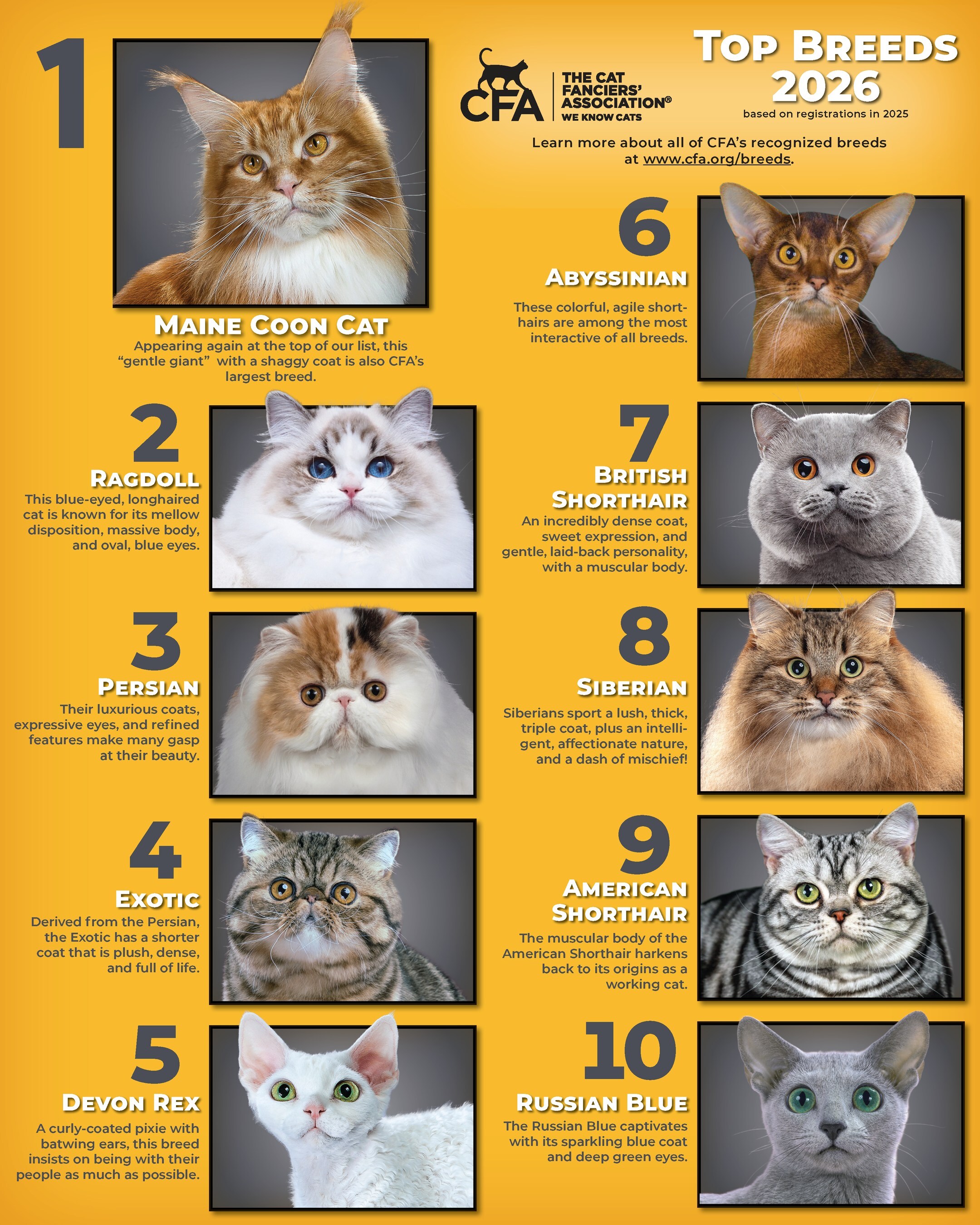 Popularity that Purrs: CFA Unveils the Top Cat Breeds of 202