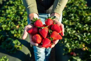 Plant Sciences Genetics Introduces VS-60, Ushering in a New Era of Strawberry Breeding
