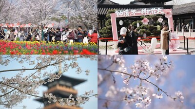 CCTV+：櫻花盛開吸引各地遊客來到華東平湖市