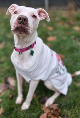 Regina is one of the dogs the Pet Supplies Plus corporate team is sponsoring through its new partnership with Canine Companions Rescue Center, a rescue based in Metro Detroit.