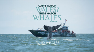 Wild Wales offers Wales fans in Vancouver this summer a free whale-watching tour. Wild Wales offers Wales fans in Vancouver this summer a free whale-watching tour.