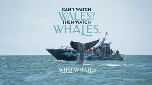 "This Summer Canada is Welcoming Wales Fans to Come Watch Whales Instead."
