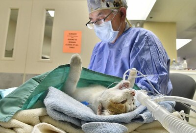 Halifax Humane Society Launches "Neuter Scooter for a Nickel" to Celebrate 90 Years of Lifesaving Impact