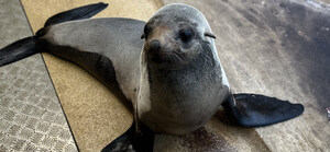 New Seal Bella Joins the Seal Family at SEA LIFE Sunshine Coast