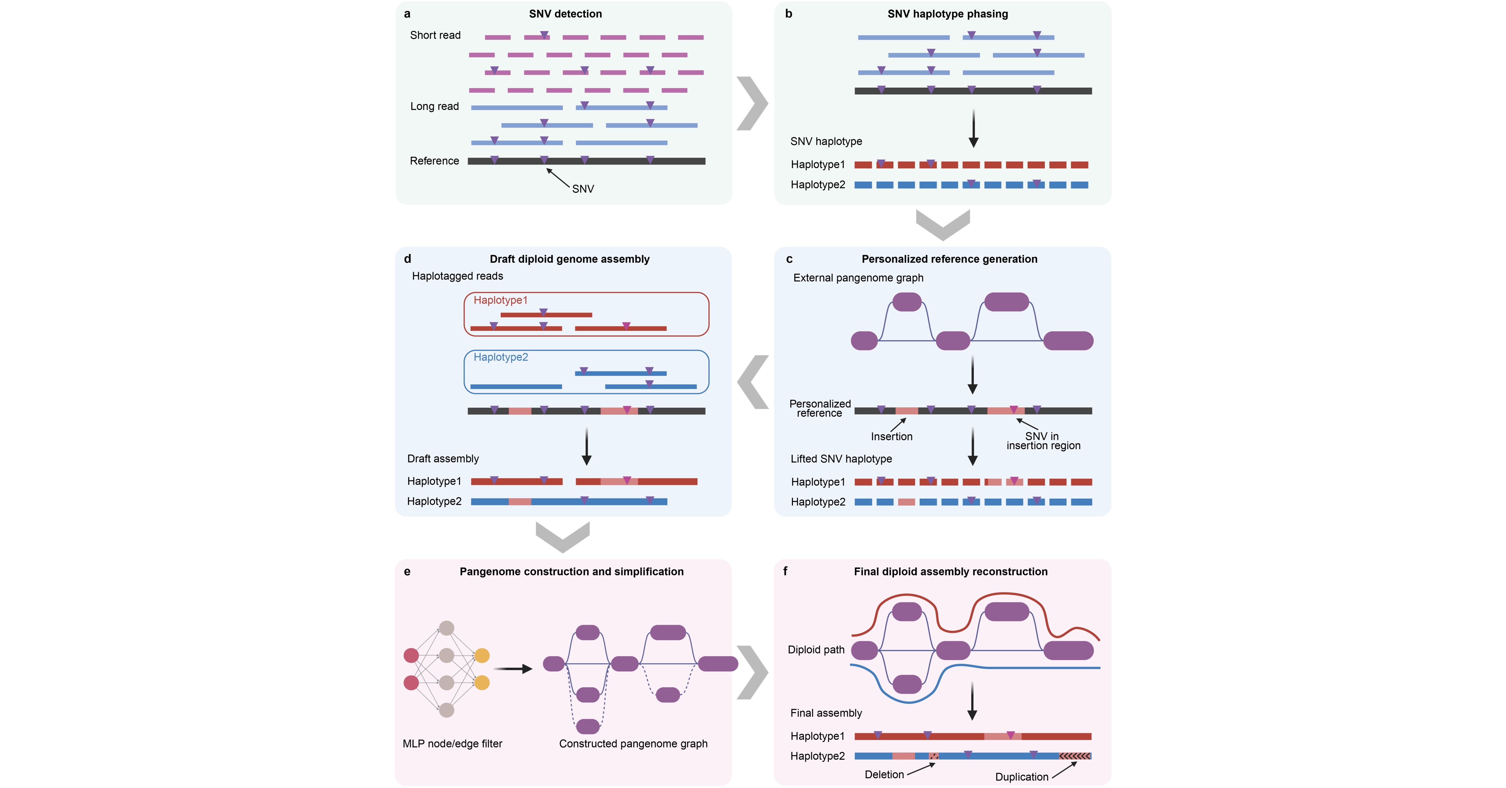 Assembling Over 1,000 Human Genomes Affordably: New Method Powers Medicines Future