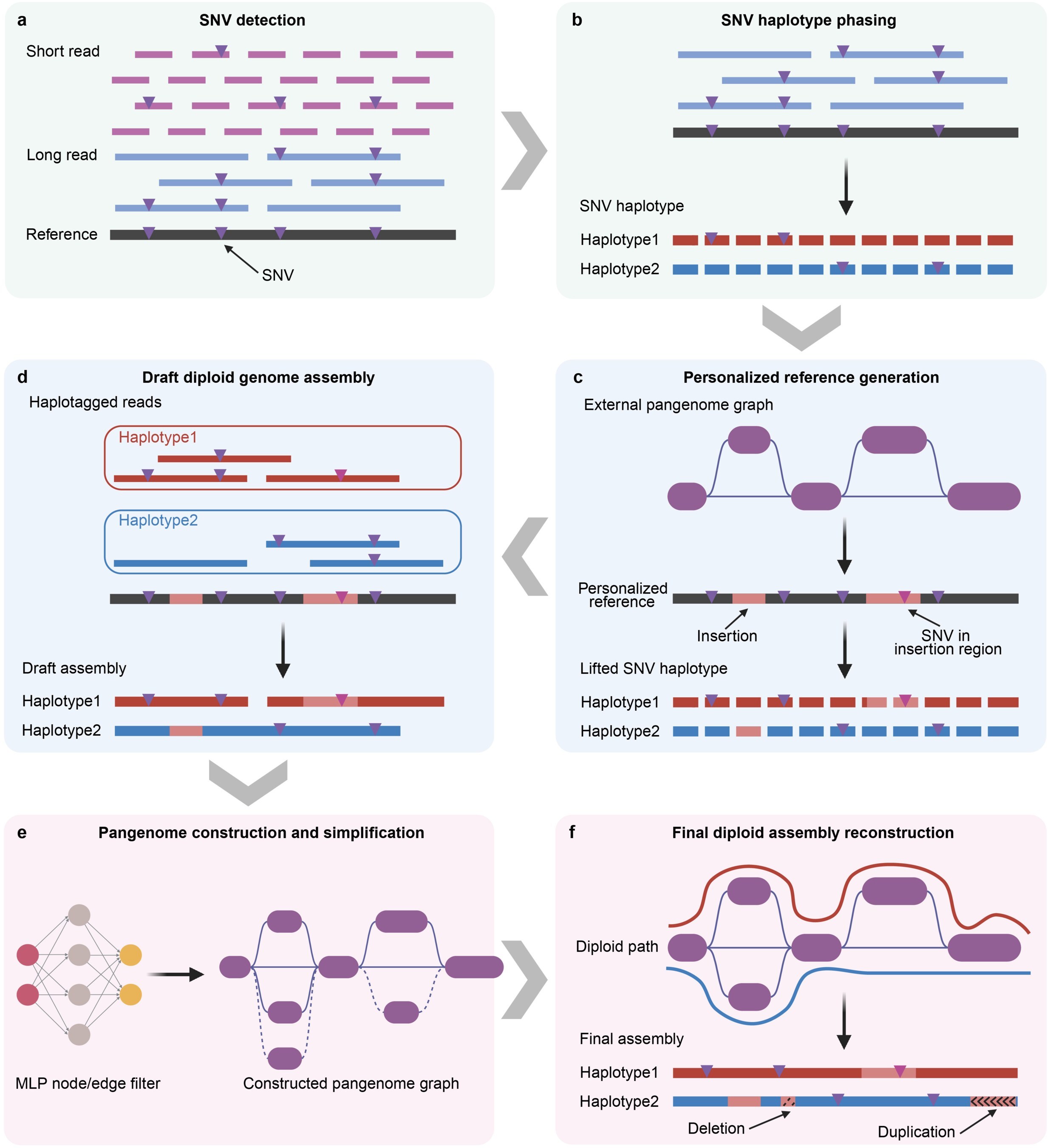 Assembling Over 1,000 Human Genomes Affordably: New Method Powers Medicine's Future