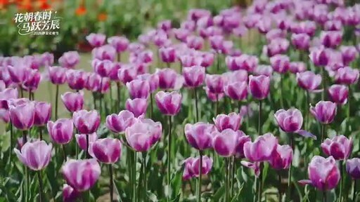 Xinhua Silk Road: E China urban district wraps up Flower Festival activities with eye-catching tourist flows