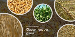 Transfert de la formation sur le classement des grains à l'ITAQ